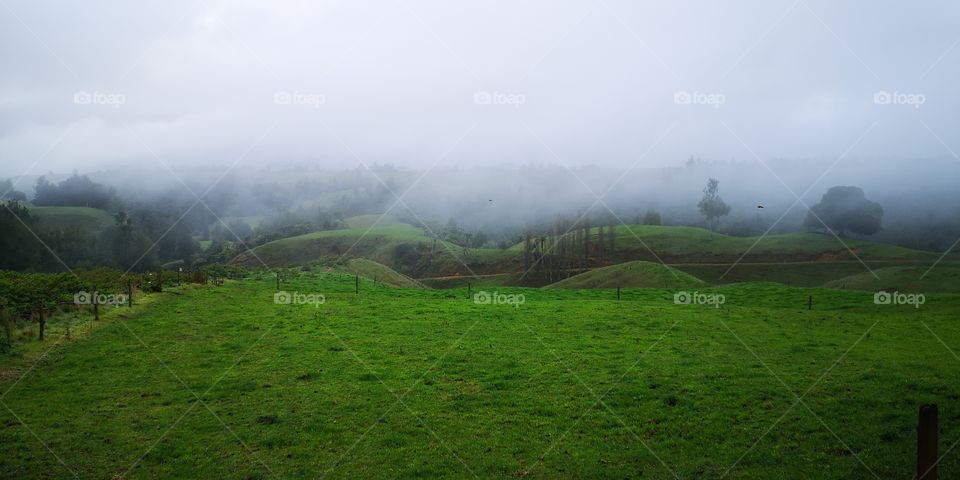 New Zealand morning fog, rural scene