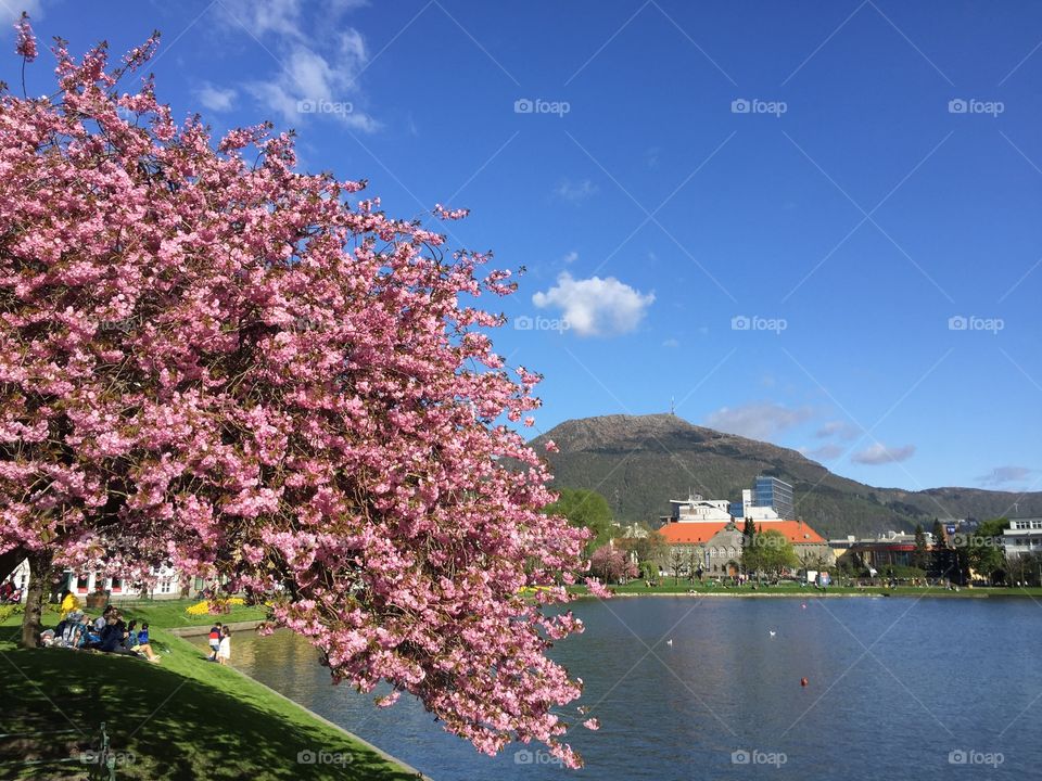 Spring in Bergen, Norway