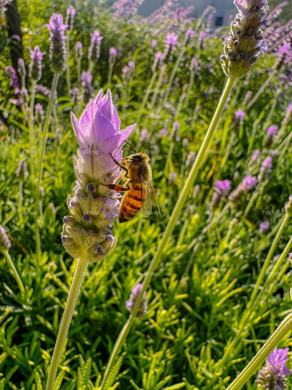 Bee on lavender 