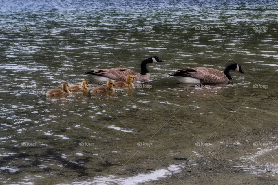 Canada Goose family swimming on lake. Canada Goose family swimming on lake