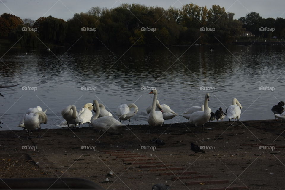 swans thamesmead lake London uk