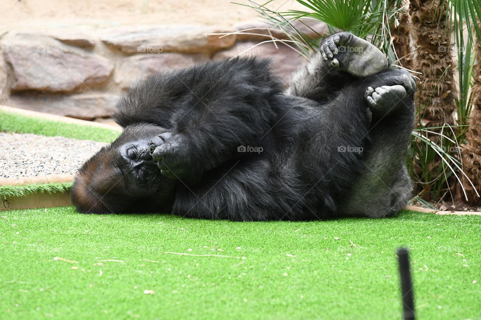 gorilla in a Park