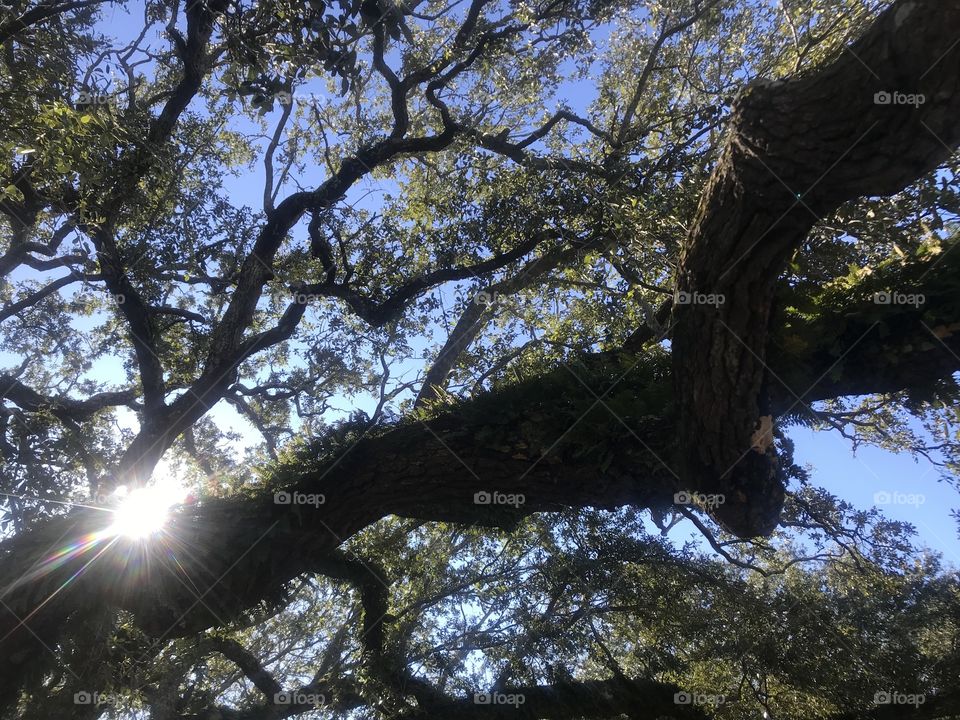 Ferns on trees