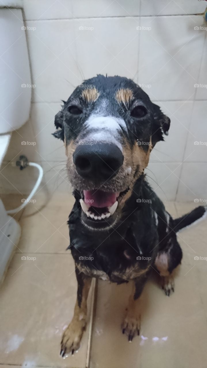 dog is taking shower