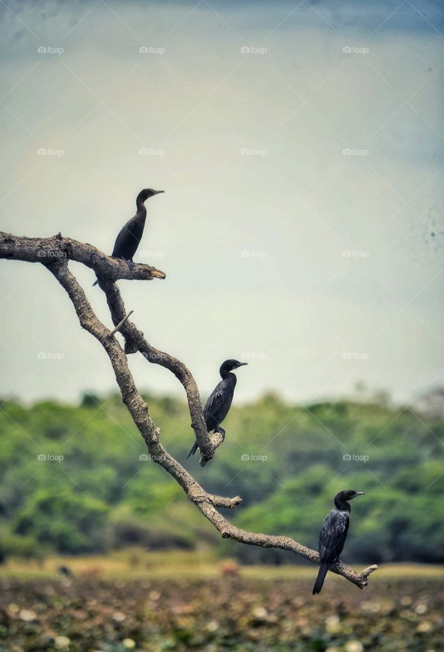 Watching nature can open the door to a perfect life