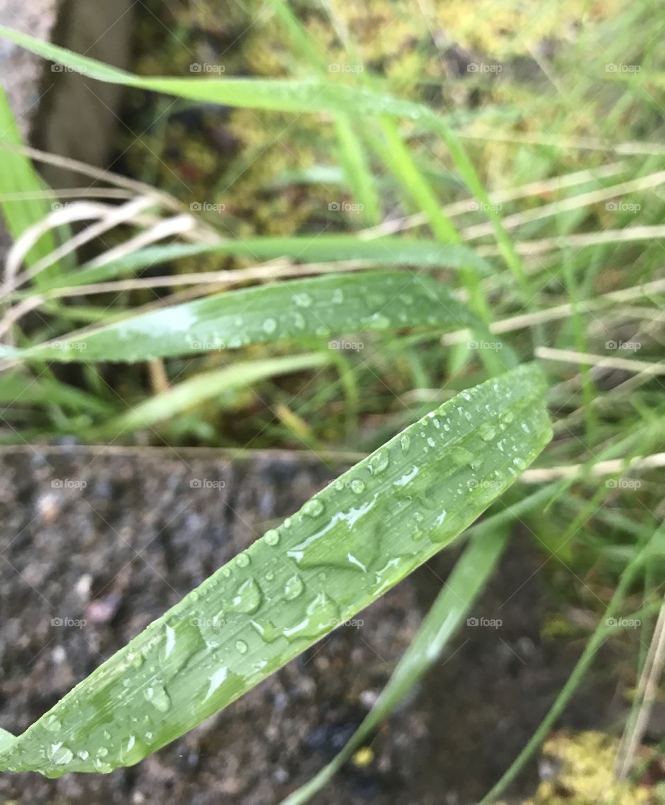 Waterdrops on grass