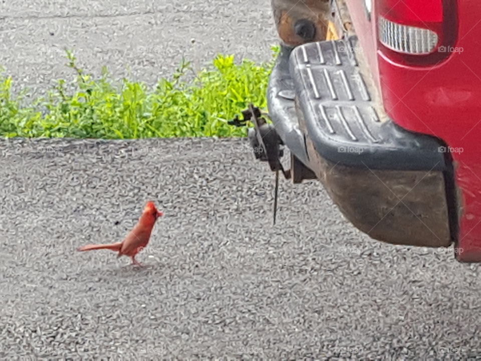 Male Cardinal Standing Behind Truck