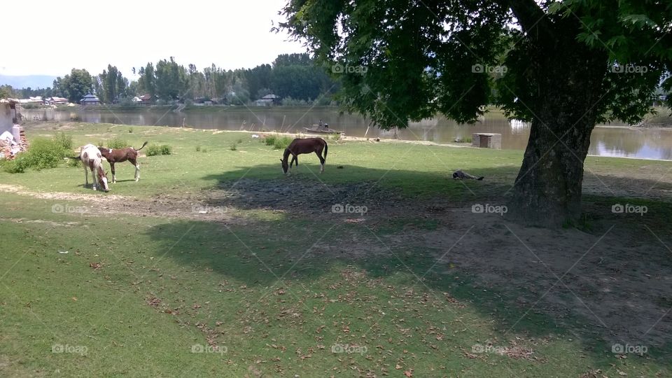 grazing horses