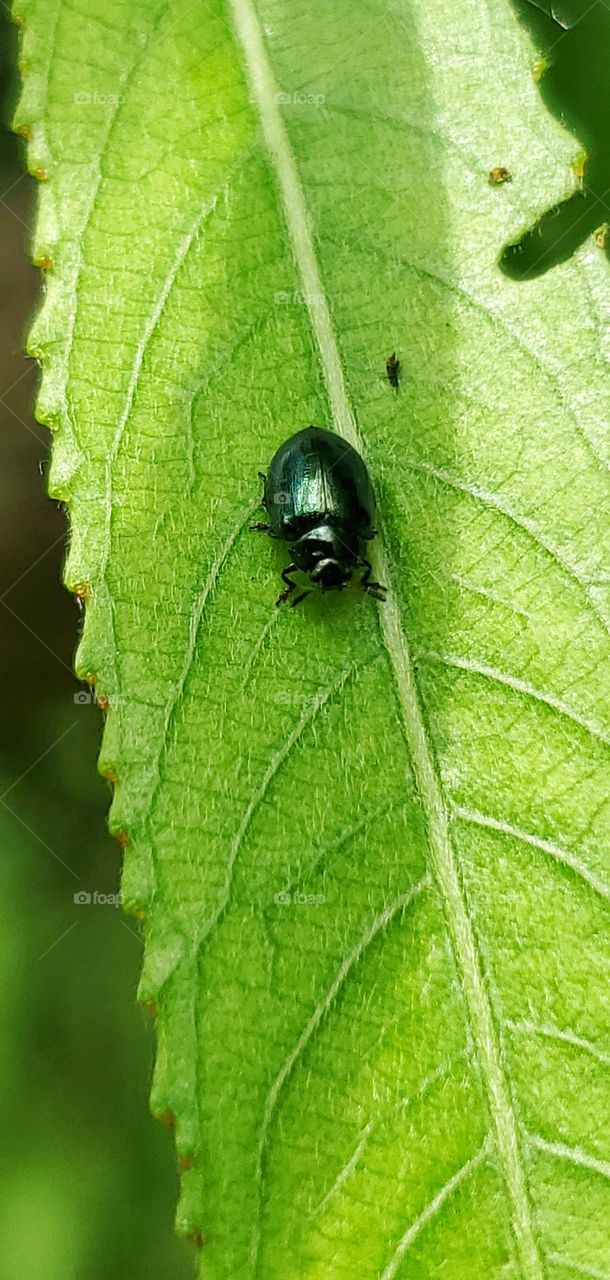 Little beetle on leaf