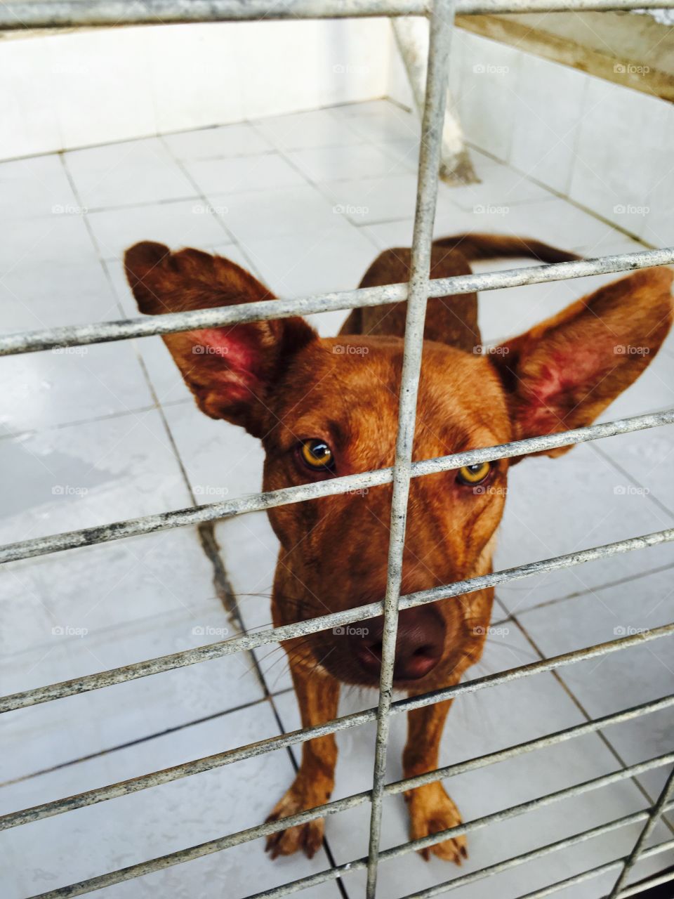 A portrait of a spanish podengo dog that’s up for adoption standing in his cage. He’s brown with large ears and is looking right at the camera 