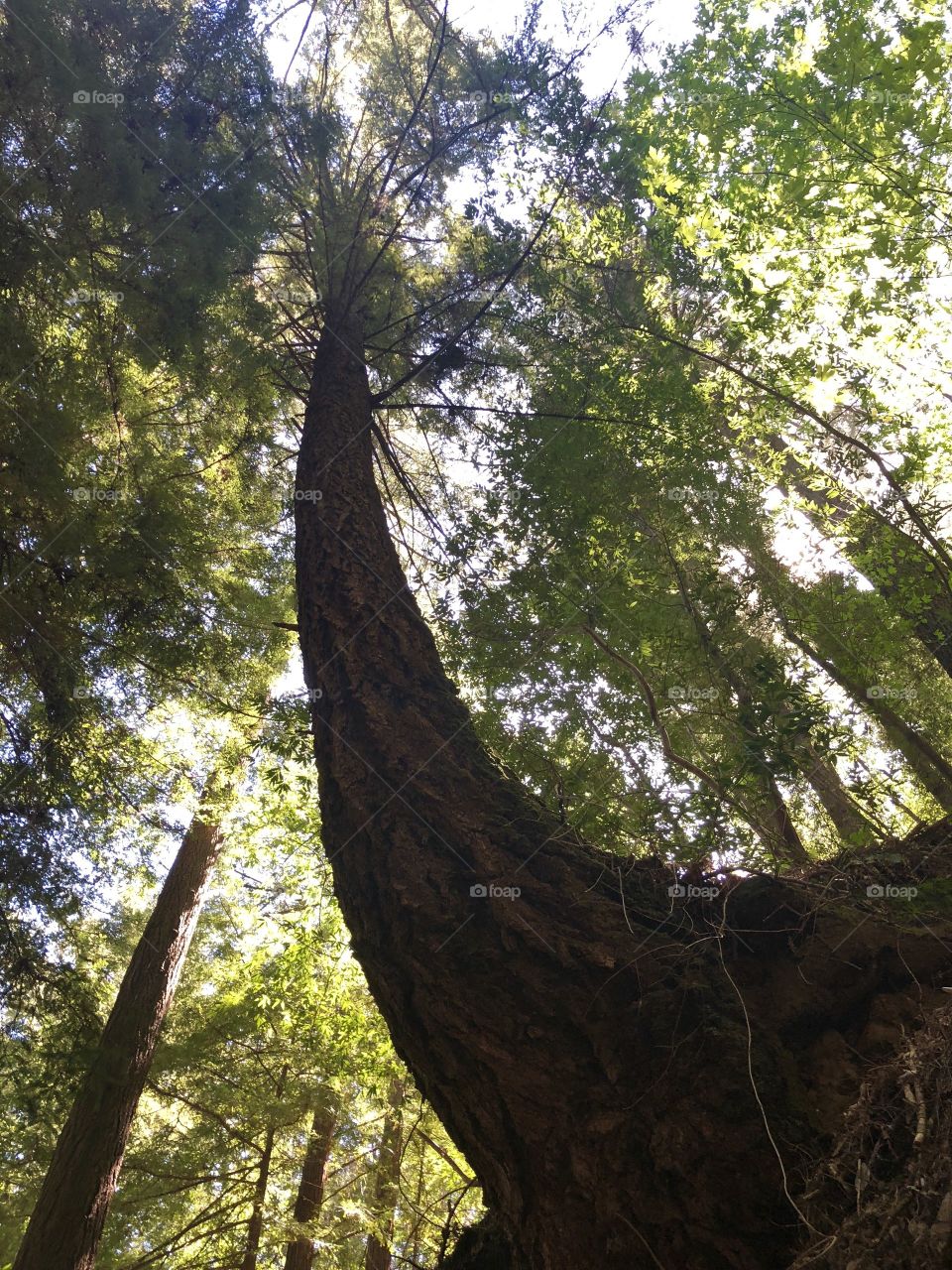 Redwoods
