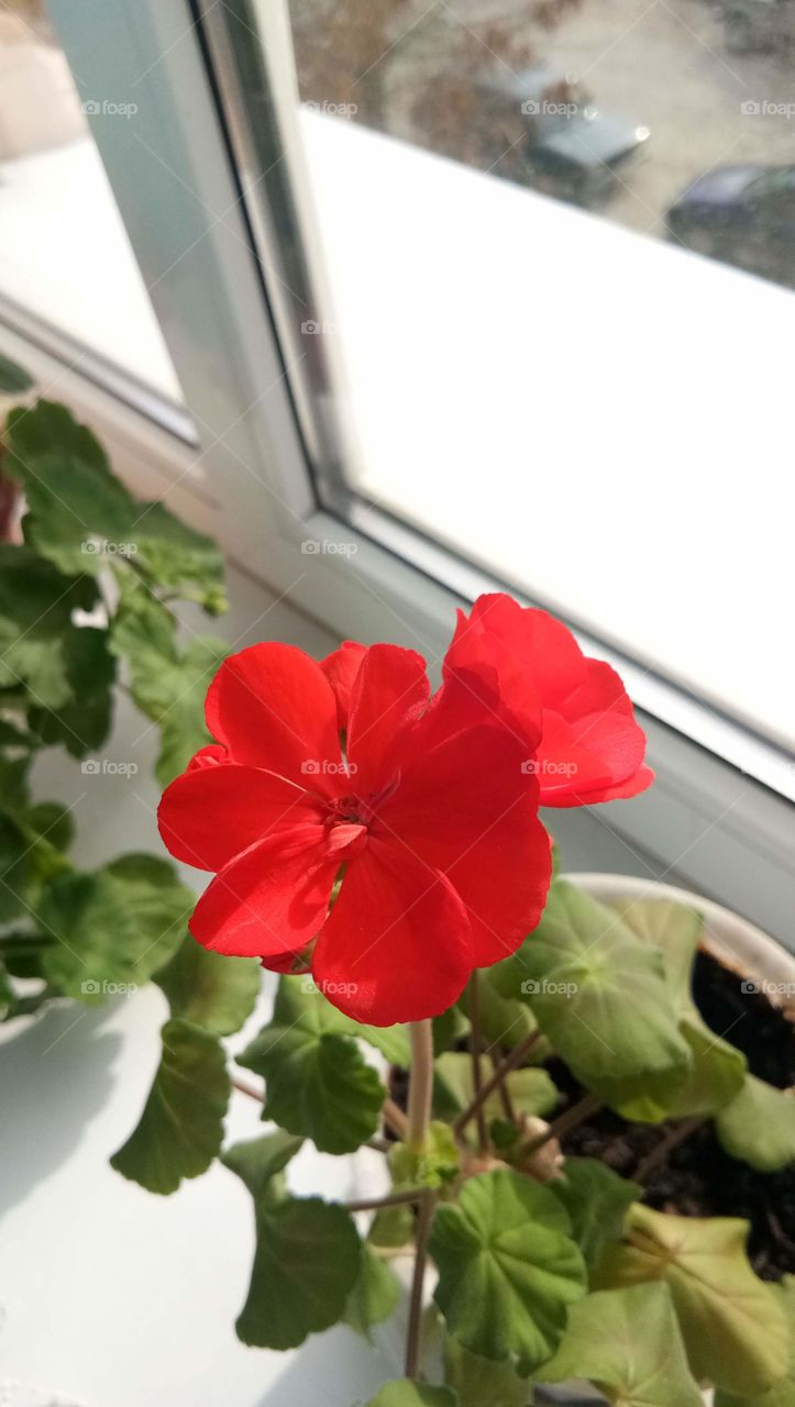 Red beauty 💓🌸🌸