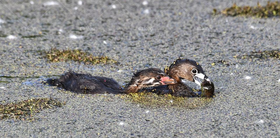 Pied-billed greve and one young one ready for a feast 