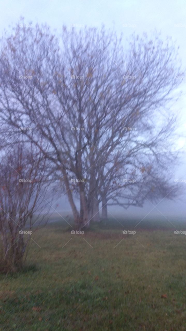 foggy tree