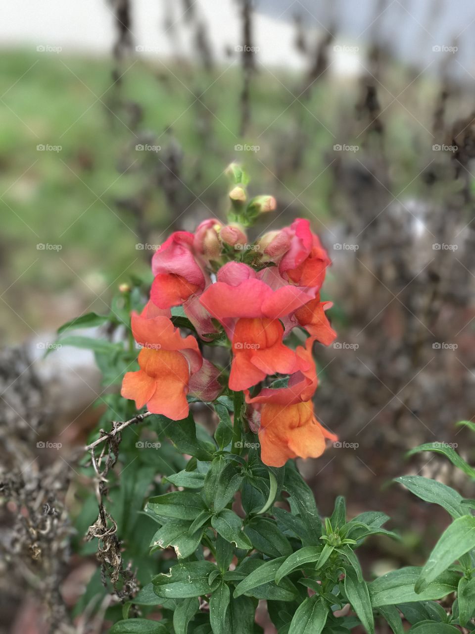 Red flower growing on plant