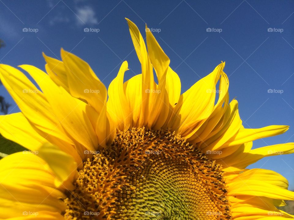 Happy sunflowers