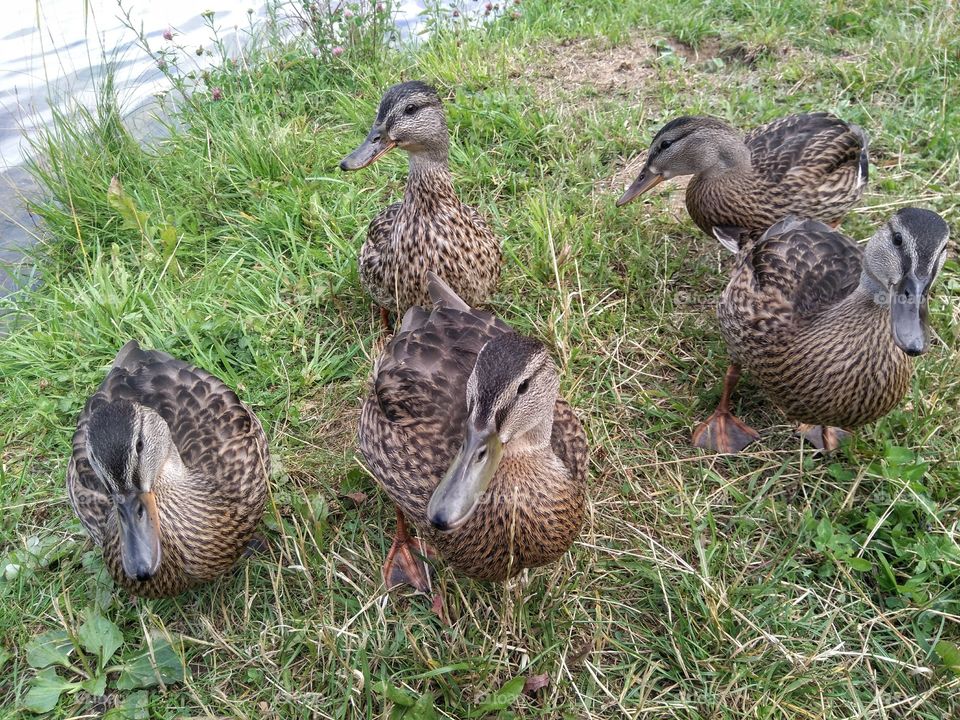 birds ducks family on a green grass lake shore summer time