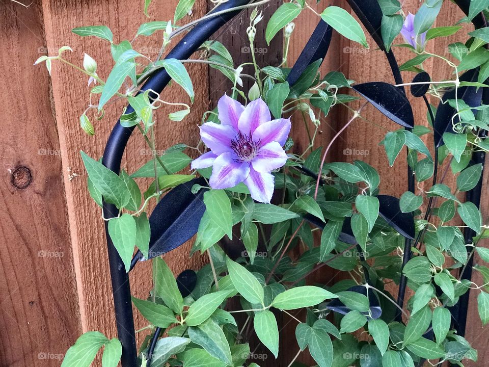 Flower/plants in our backyard