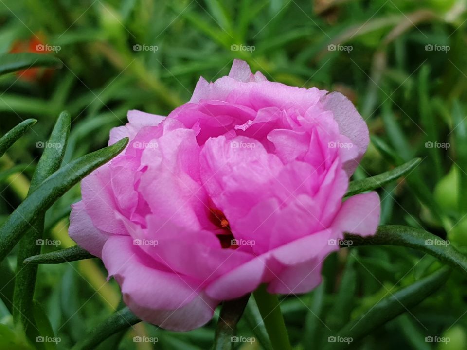 my beautiful Portulaca grandiflora