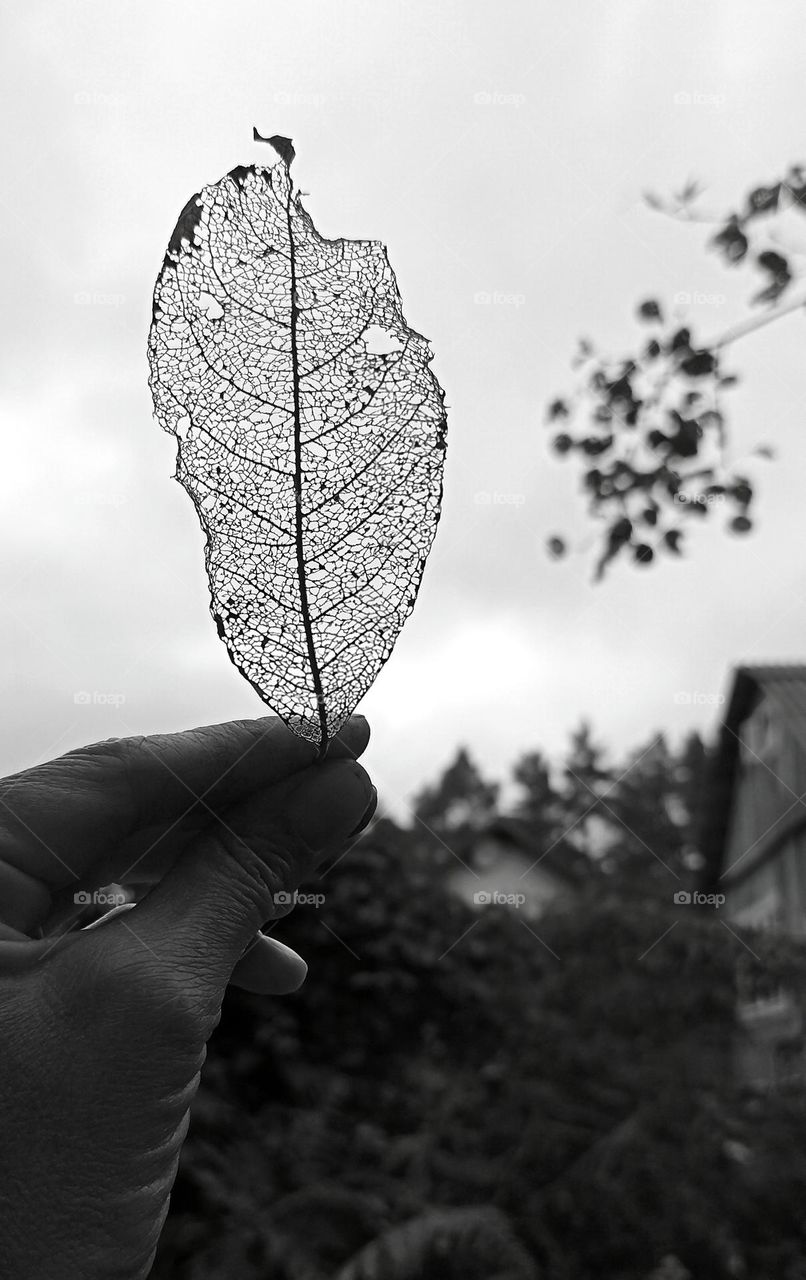 leaf beautiful texture in the hand black and white background