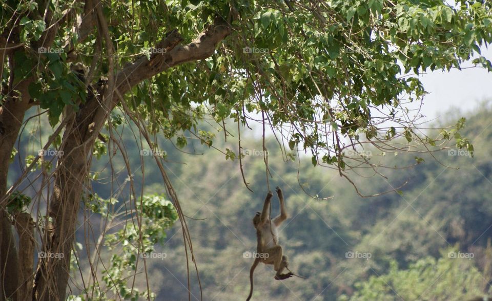 Monkey business 