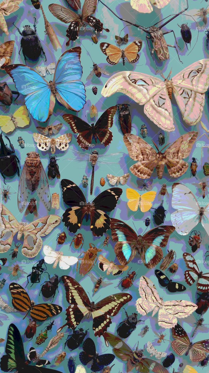 the butterfly collection