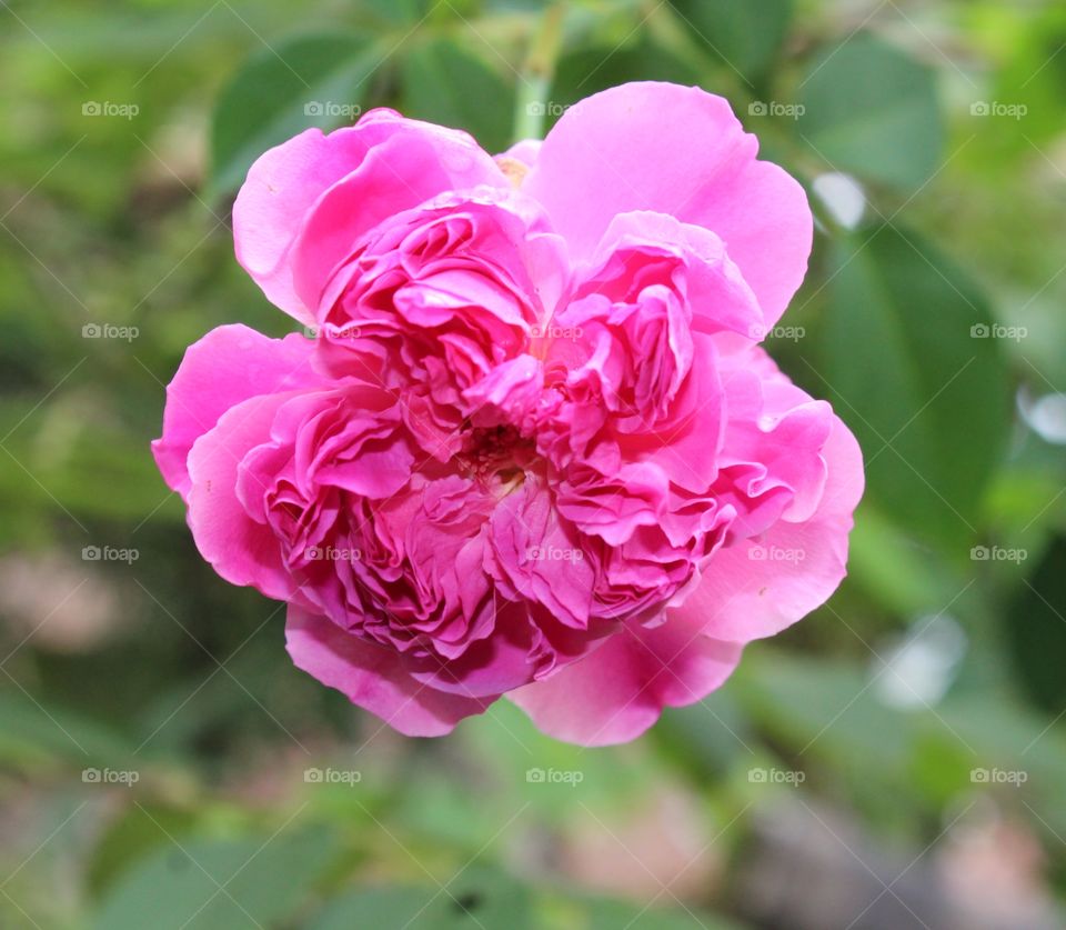 Tois flowers or commonly called paper flowers are deliberately planted by homeowners for decoration in the home page and may be used as garden fences
