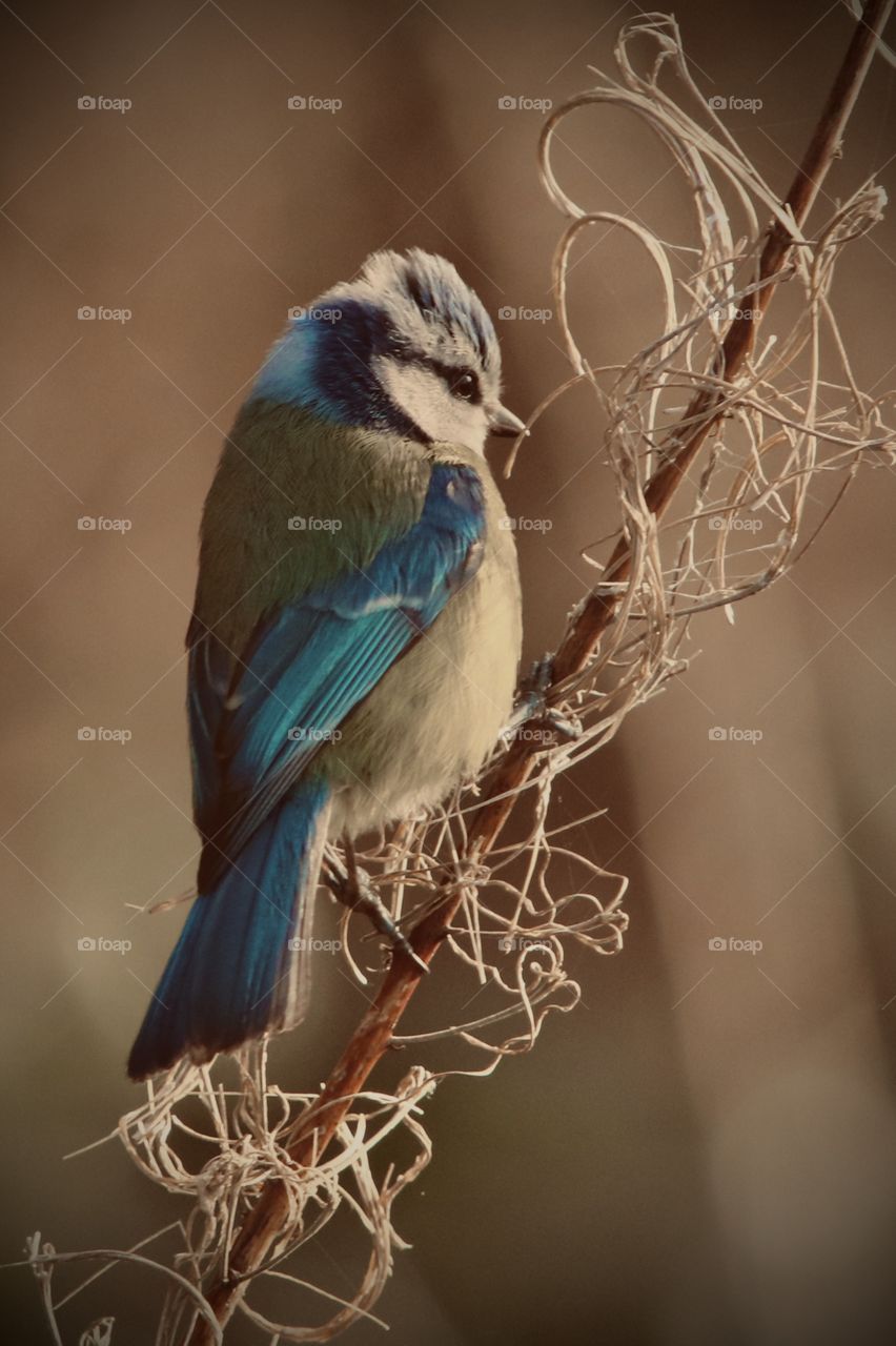 Blue tit on the grass ( fun with colors - edited ;))