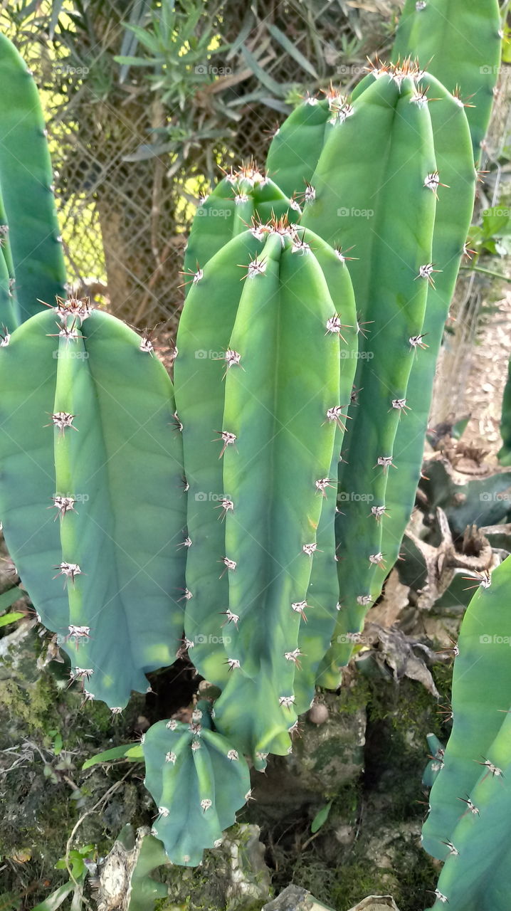 CERCA CACTOS