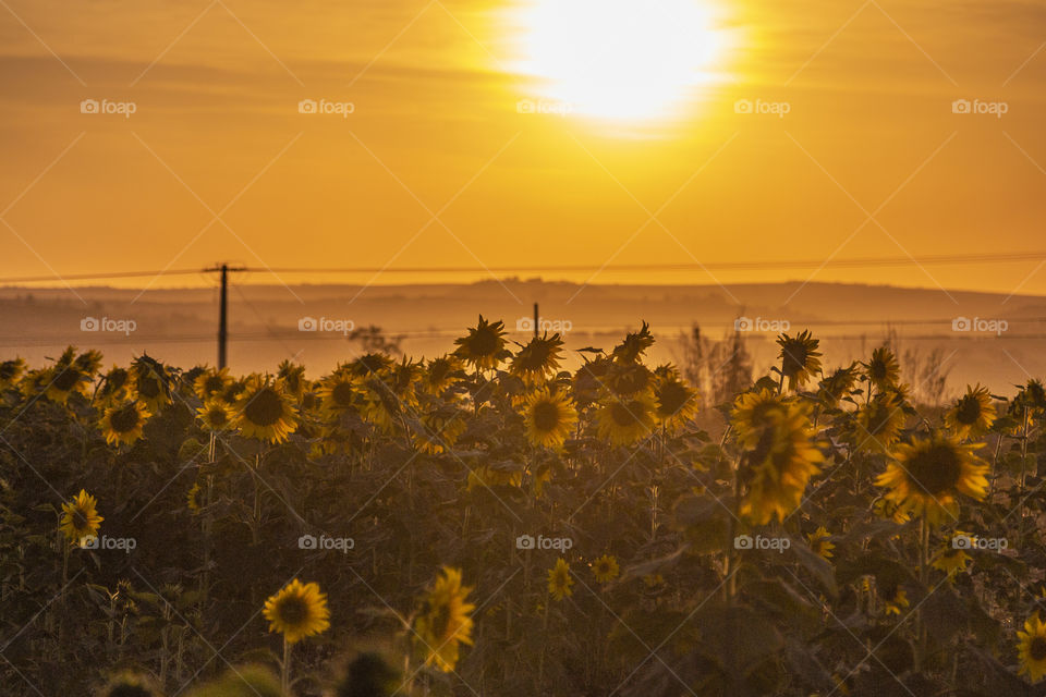 Plantação de girassóis com por do sol ao fundo