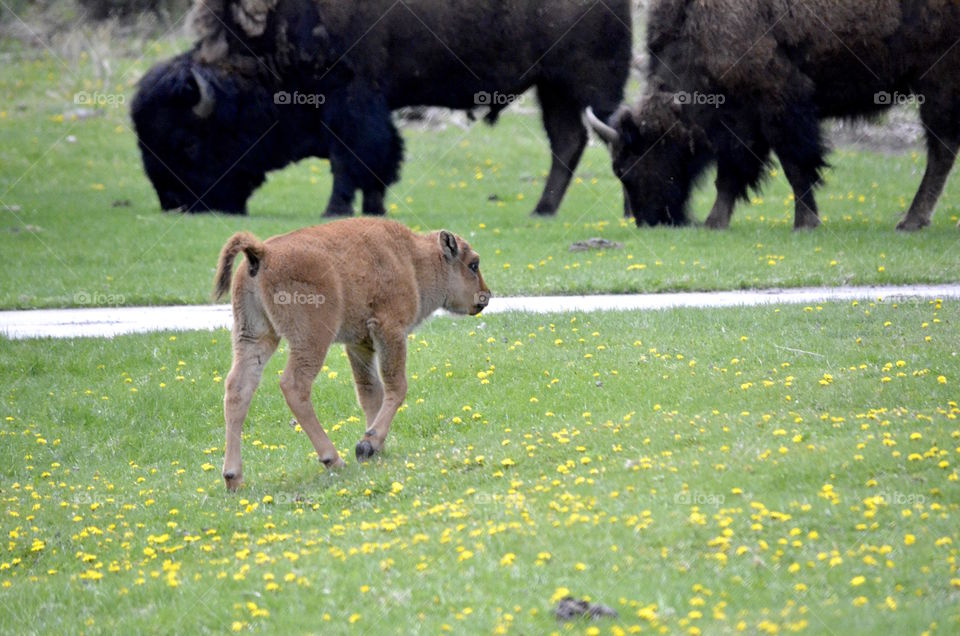 Bison Calf and Adults