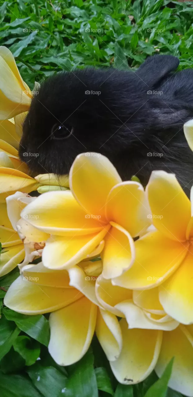 rabbit