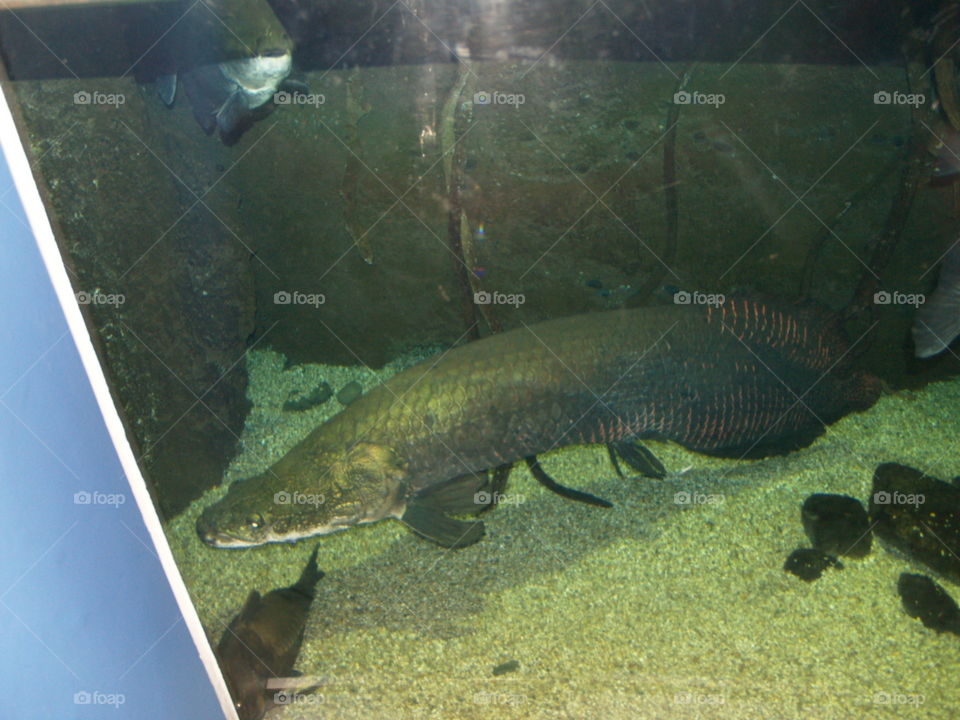 Fish in Osaka aquarium
