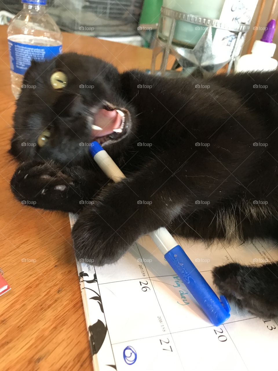 Black cat with sharpie