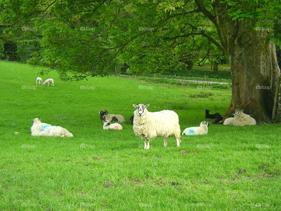 On the way to Chatsworth House, UK