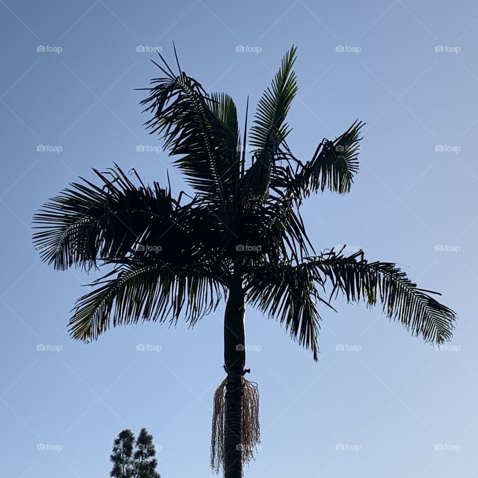 Palm, No Person, Tree, Beach, Coconut