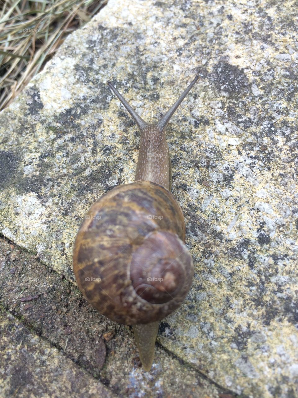 Snail