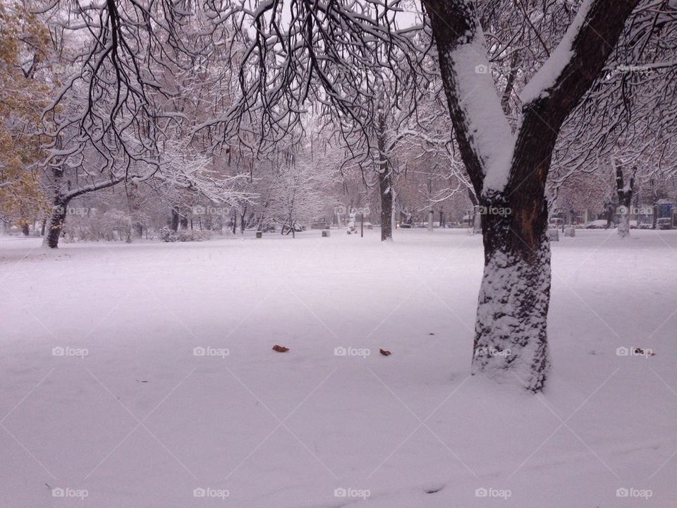 snow winter nature tree by severina1