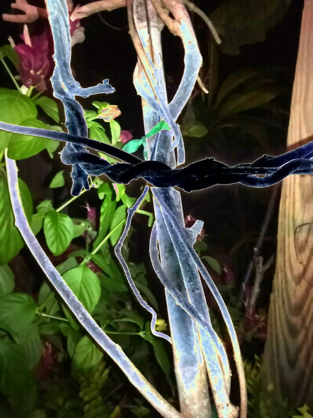 Electric Black Plant Twist