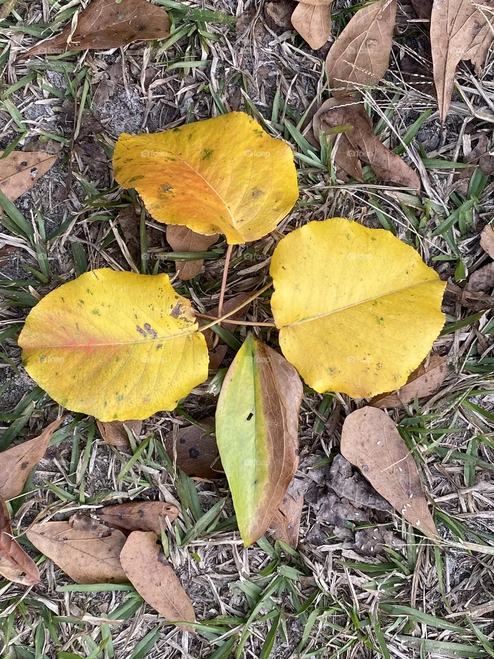 The changing of the leaves 