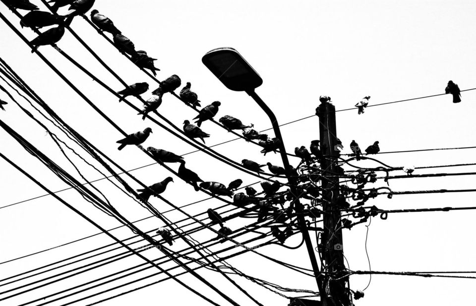 Black&White Pigeons on electric wire