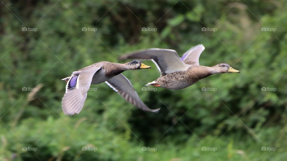 mallard ducks in flight