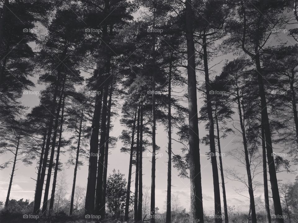 Seeing the trees through the mist