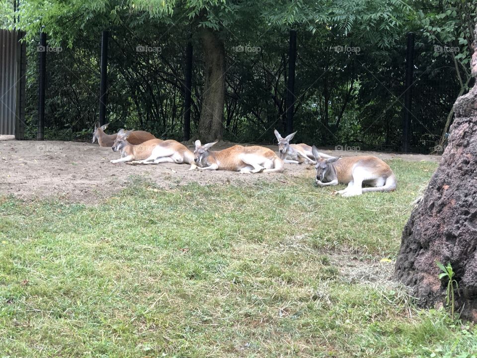 Kangaroos Hanging Out