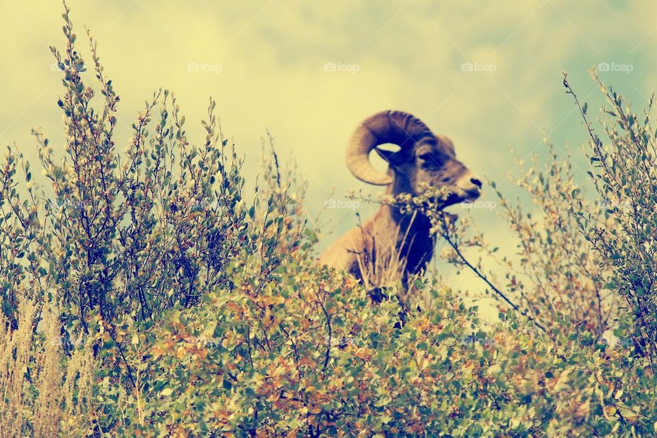 Bighorn sheep. Photos of a big horn sheep out on a ridge