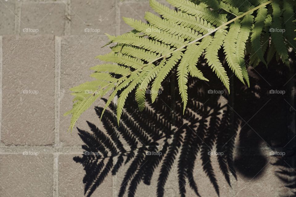 Fern leaf and it’s shadow. 
