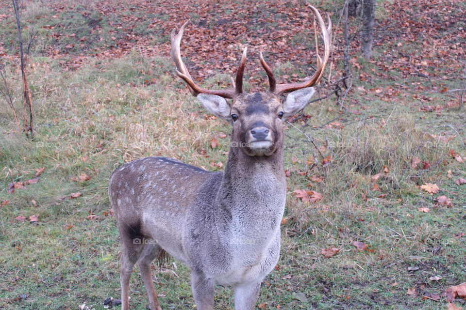 Fallow deer