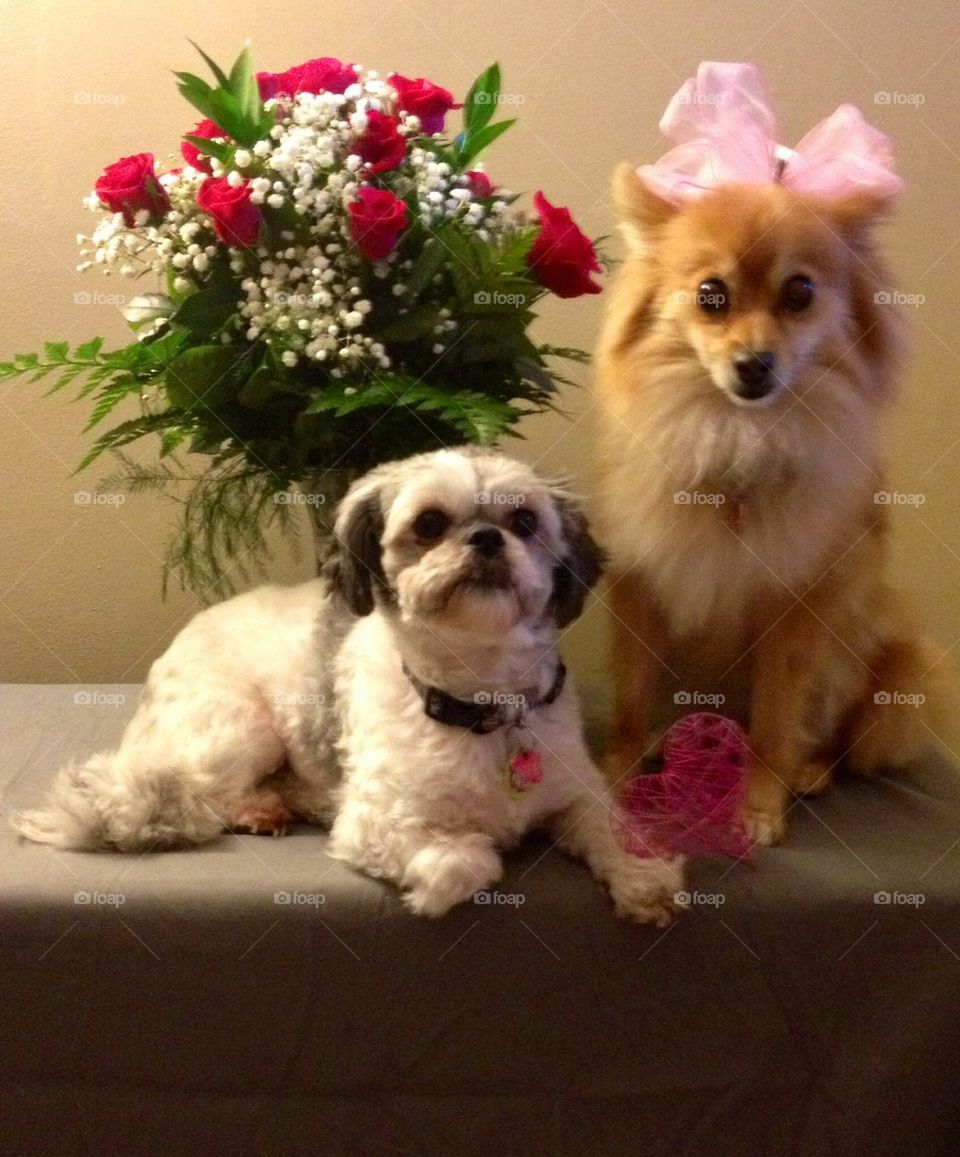 Happy Valentines dogs!
