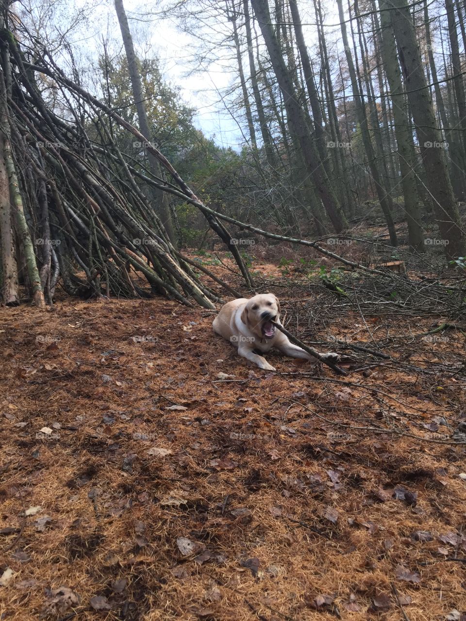 Dog guarding his collection of sticks
