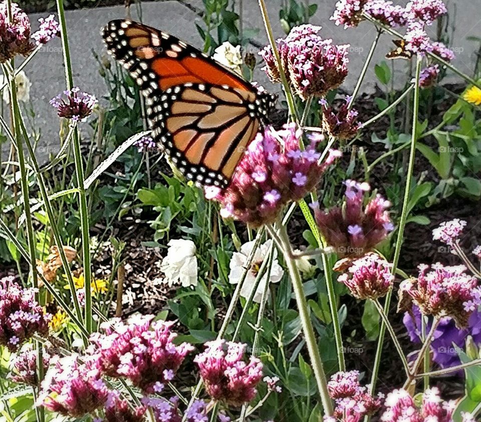 Monarch enjoying the last of the summer flowers